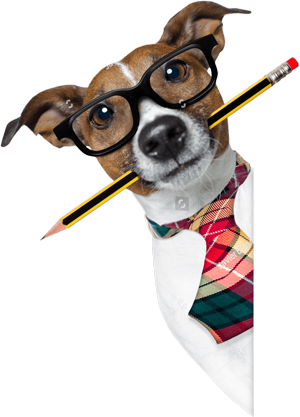 dog
